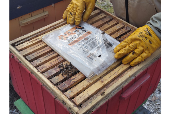 Jarné podnecovanie včiel